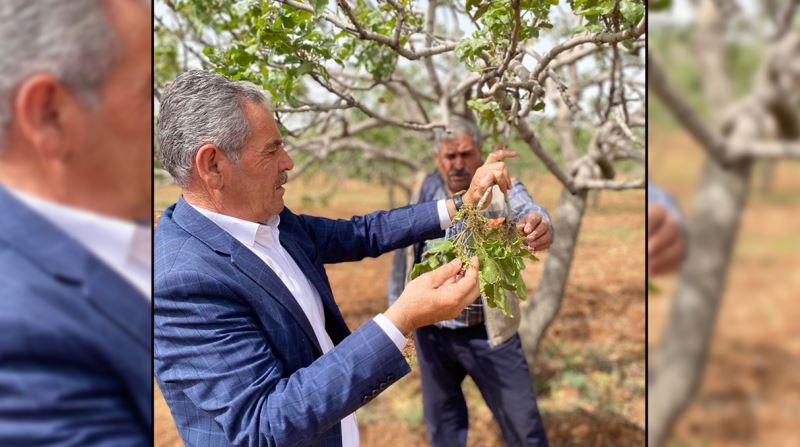 Zirai don vurdu! Fıstık bahçelerinde zarar büyük   