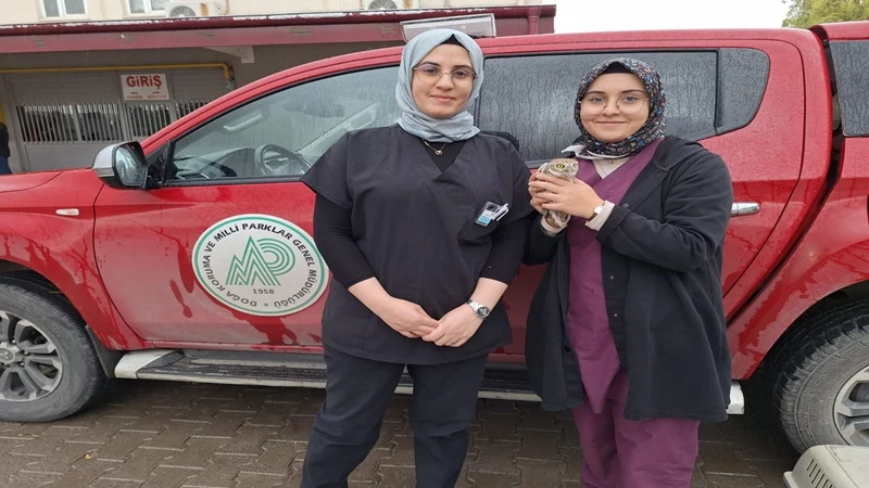 Şanlıurfa’da yaralı halde bulunan kukumav kuşu tedaviye alındı