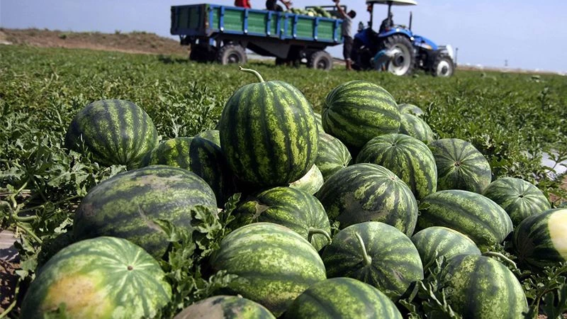 Şanlıurfa’da karpuz bolluğu