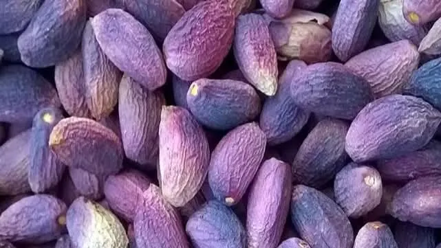 Şanlıurfa’da Fıstık Fiyatları Güncellendi: Boz Kavlak Zirvede