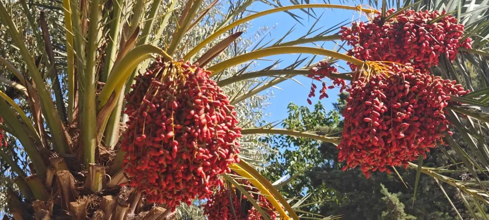 Balıklıgöl Bu Kez Medine Hurmasıyla Gündemde