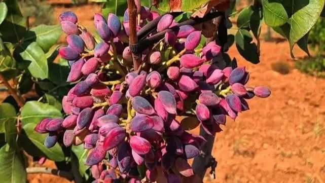 Şanlıurfa’da Fıstık Fiyatları Güncellendi!