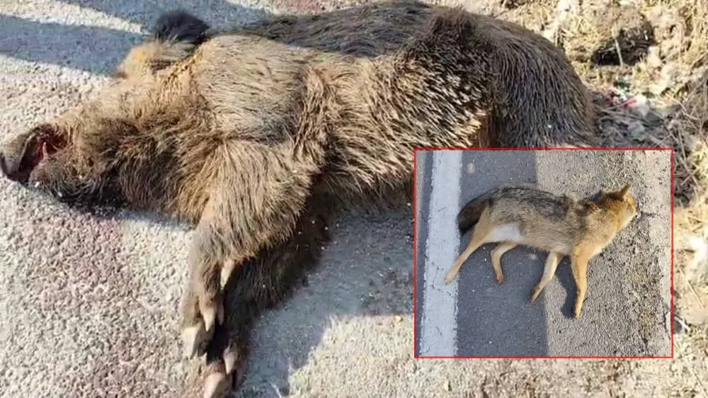 Viranşehir’de Sanayi Bölgesinde Vahşi Yaşam Tehlikede! Telef Oldular