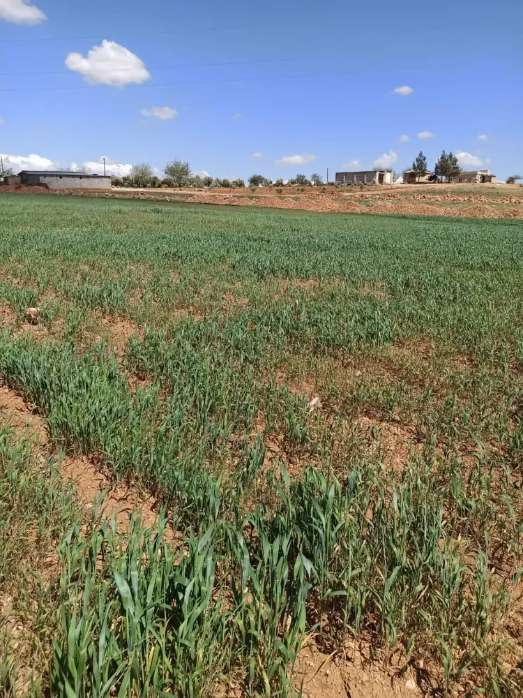 Sular bırakılmadı! Çiftçinin Ürünü Kurumaya Başladı 