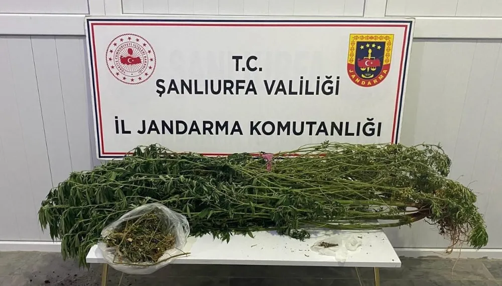 Şanlıurfa’da Jandarmadan Uyuşturucu Operasyonu: 12 Şüpheli Gözaltında
