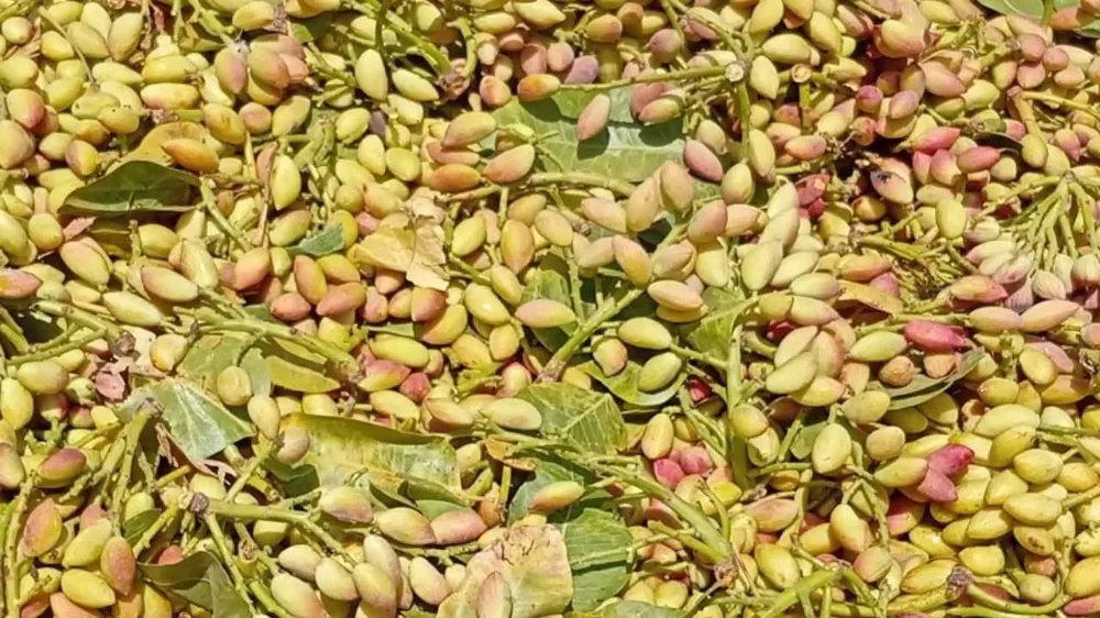 Urfa’da Fıstık Fiyatları Haftaya Düşüşle Başladı!